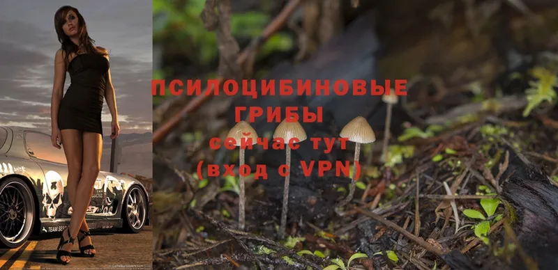 Галлюциногенные грибы Magic Shrooms  как найти   Новороссийск 